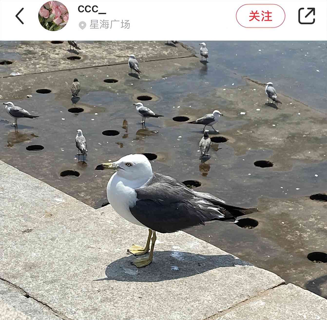 索尼w610怎么样 喂过一次大连海鸥，人类就要为自己的弱小羞愧