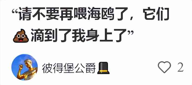 索尼w610怎么样 喂过一次大连海鸥，人类就要为自己的弱小羞愧