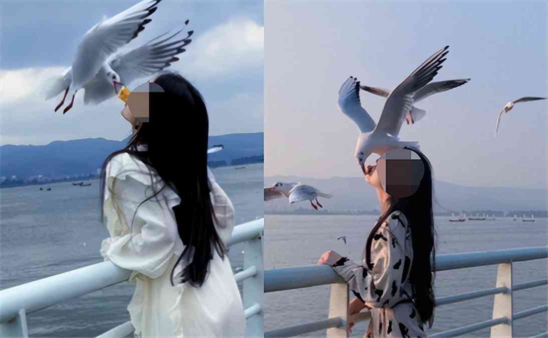 索尼w610怎么样 喂过一次大连海鸥，人类就要为自己的弱小羞愧