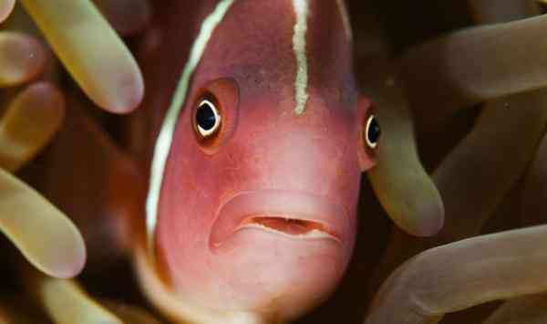 海底是怎么样的 透过镜头感受五彩斑斓的海底世界