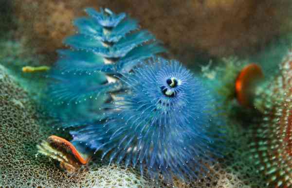 海底是怎么样的 透过镜头感受五彩斑斓的海底世界