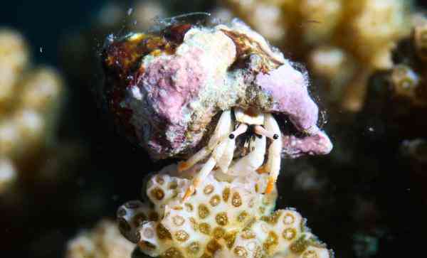 海底是怎么样的 透过镜头感受五彩斑斓的海底世界