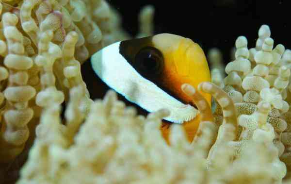 海底是怎么样的 透过镜头感受五彩斑斓的海底世界