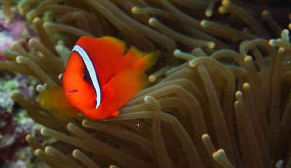 海底是怎么样的 透过镜头感受五彩斑斓的海底世界