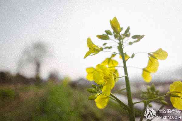 索尼RX100怎么样？也谈谈自己使用的SONY索尼DSC-RX100黑卡数码相机